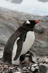 Gentoo Penguins gentoo / Pygoscelis papua / with young penguins. Petermann island. The South Ocean. Antarctica.