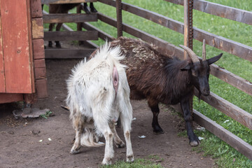 Horned goats walk in the aviary of the zoo.