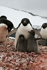 Obraz premium Nesting penguins Adeliae / Pygoscelis adeliae / with young penguins. Petermann island. The South Ocean. Antarctica.