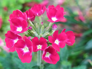 Flower garden garden cottage field background texture