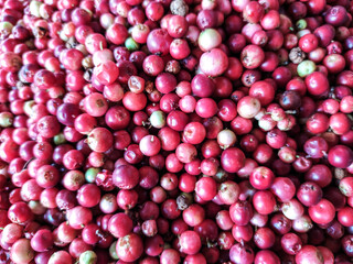cranberry White mushroom collected in the forest with cranberries