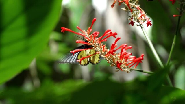 Close up footage of butterfly in garden environment with shallow depth of field.