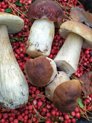 cranberry White mushroom collected in the forest with cranberries
