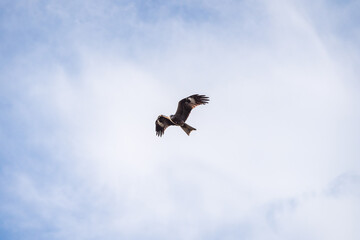 Fototapeta na wymiar High flying falcon in the sky looking for food.