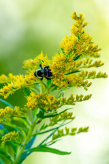 Bee on Goldenrod