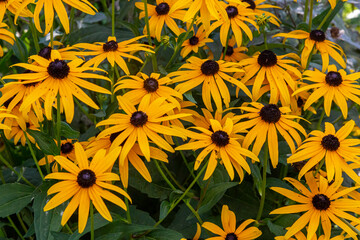 Blackeyed Susan