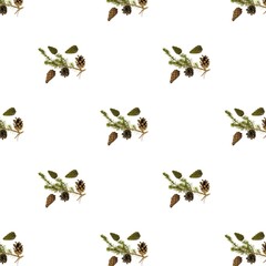 View of pattern green pine trees branch with brown cones isolated on white background. Nature concept. Christmas concept.