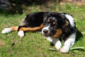 Nelly - Australian Shepherd Welpe kaut und zeigt Zähne