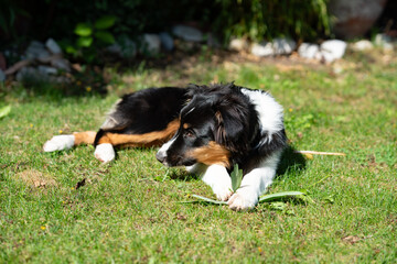 Nelly - Australian Shepherd Welpe liegt entspannt auf Wiese