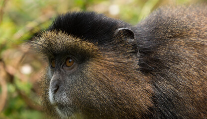 Golden Monkey walking by