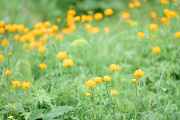 Beautiful flowers blooming in spring day.