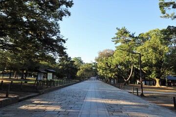 早朝の奈良公園