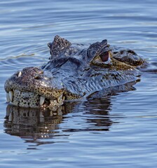 crocodile in the water