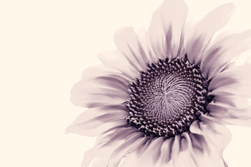 Sun flower high key macro closeup black and white