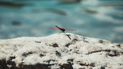Dragonfly perched on rock next to a reservoir