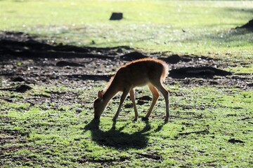 早朝の奈良公園