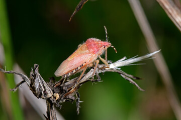Beerenwanze (Dolycoris baccarum) - Sloe bug © bennytrapp