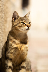 Obraz premium Portrait of a cute Kotor cat standing in the sun