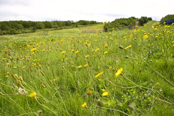 The dandelions fluttering in the field.