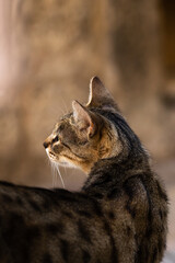 Beautiful stand of the Kotor cat, back bend, on a dark background, atmospheric photo of an animal in the walls of the old city