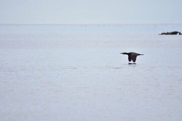 Cormorant flying close to the water surface.