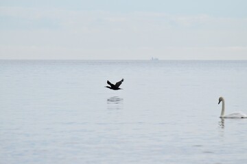 Cormorant flying close to the water surface. Passing a swan.