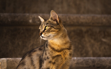 Stunning portrait of a tabby cat on a beautiful plain background, the old town of Kotor