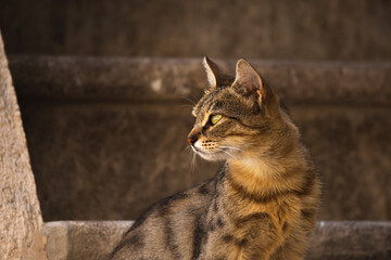 Stunning portrait of a tabby cat on a beautiful plain background, the old town of Kotor