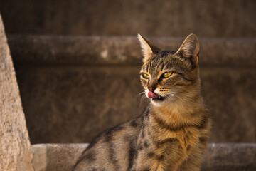 Fototapeta premium Stunning portrait of a tabby cat on a beautiful plain background, the old town of Kotor