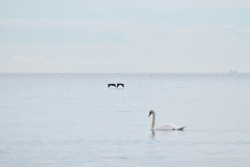 Cormorant flying close to the water surface. Passing a swan.