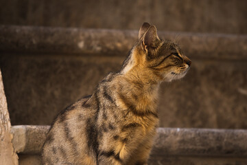 Naklejka premium Tabby cat in profile, a very beautiful photo on a nice simple background