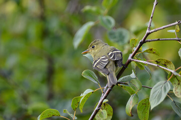 Yellow-bellied Flycatcher