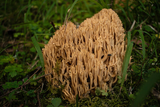 Gorgeous coral mushroom in the deep woods of Rila mountain, Bulgaria.