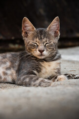 Fototapeta na wymiar Peaceful tabby kitten resting in the shade in the old town of Kotor