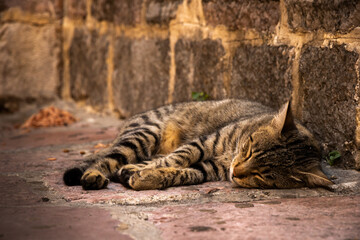 A cat resting under the wall of the old town of Kotor, Europe, the animal sleeps with its paws thrown back next to the food