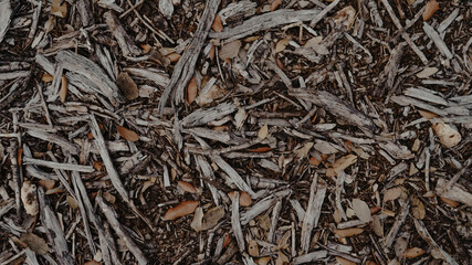 Background of autumn leaves and sticks