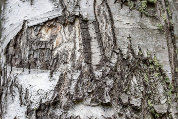 Bark of pine tree growing in taiga forest.
