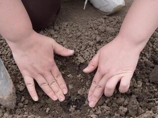 young woman with puffy hands is planting corn seedlings from jars. bald female separates roots of plants and plants them in ground with garden tools