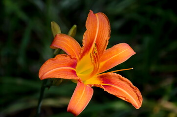 Yellow flowers of Madonna Lily or Lilium candidum on blurred green background, Sofia, Bulgaria  