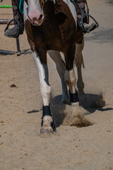 closeup of pounding horse's hooves on dusty surface