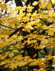 Golden maple leaves on a sunny autumn day
