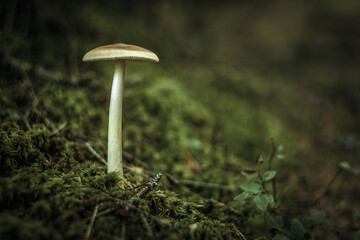 Poisonous white mushroom on a long leg in the forest