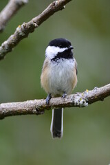 Black Capped Chickadee