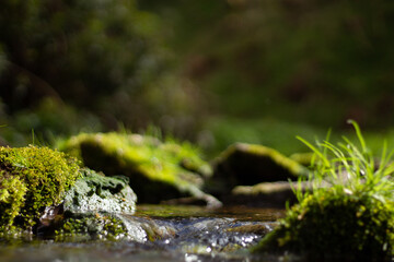 Fototapeta na wymiar Rocks covered in moss in a stream in spring