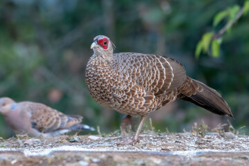 Female Kalij Pheasant photographed in Sattal, India