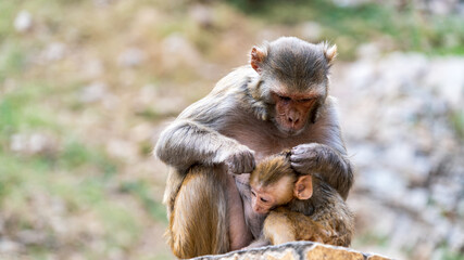 Mother monkey grooming her young	
