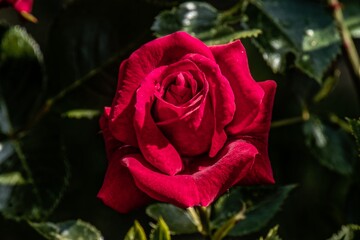 single red rose