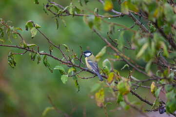 great tit on a branch