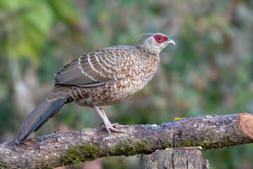 Female Kalij Pheasant photographed in Sattal, India