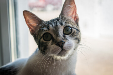 Gato blanco y atigrado en primer plano